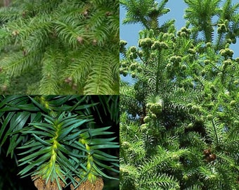Seeds for planting, Cunninghamia lanceolata seeds, Chinese Fir, Common China Fir,~ bulk wholesale seeds.