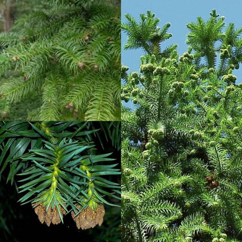 Seeds for planting, Cunninghamia lanceolata seeds, Chinese Fir, Common China Fir, bulk wholesale seeds. image 1