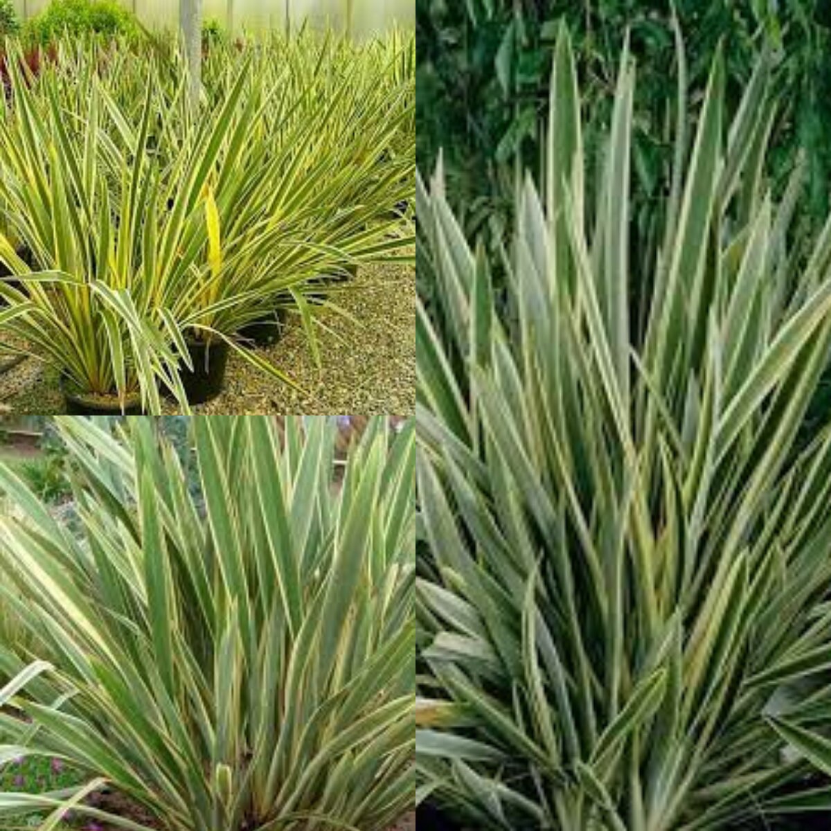 Home & Living variegated New Zealand flax, bulk wholesale seed. Seeds