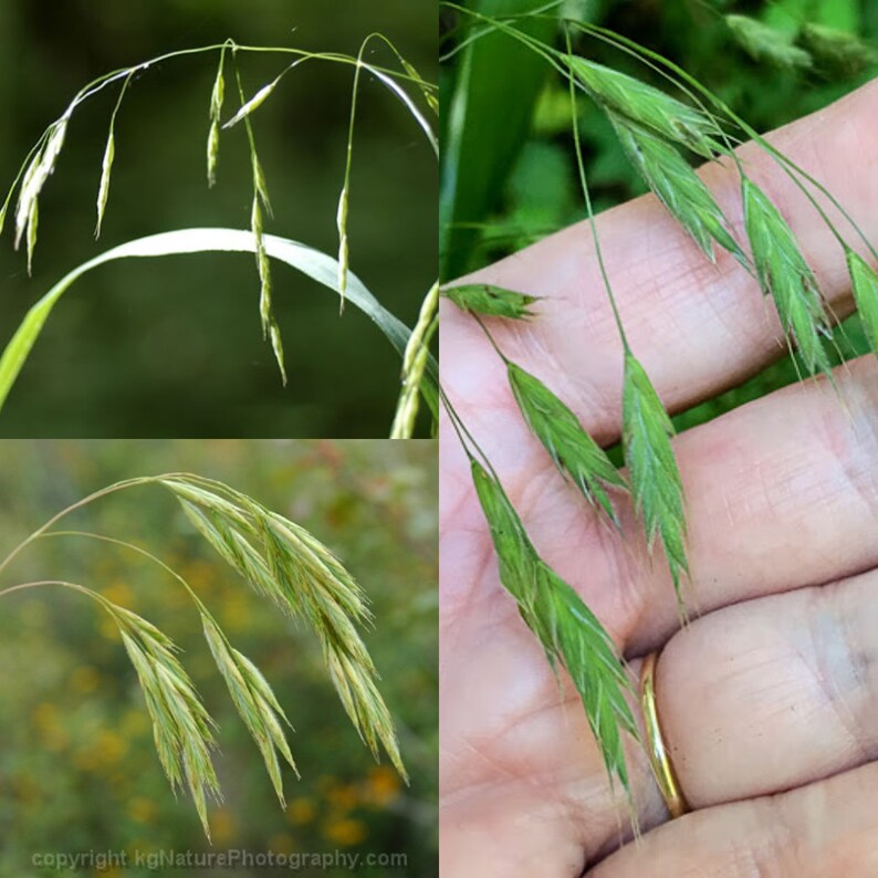 Seeds for planting, Bromus pubescens seeds, hairy woodland brome, hairy wood chess, bulk wholesale lot 300 seed. image 1