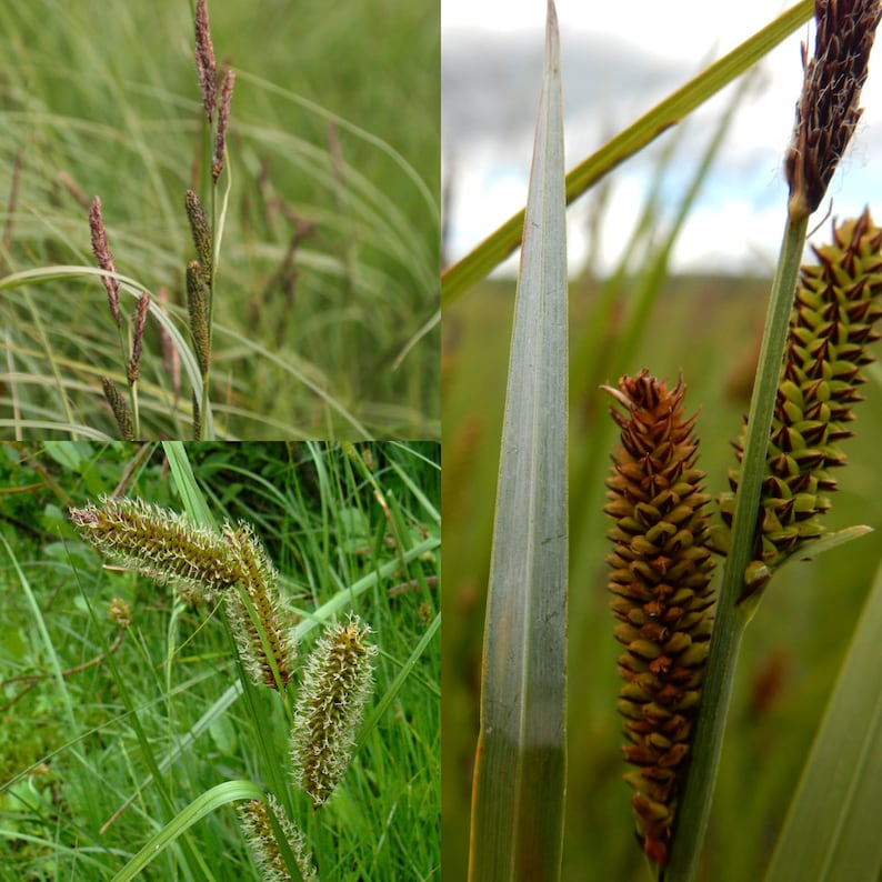 Seeds for planting, Carex aquatilis seeds, water sedge, leafy tussock sedge, bulk wholesale seed. image 1