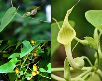 Seeds for planting, Aristolochia contorta seeds, Snakeroot, Ma Do Ling, ~ bulk wholesale seed