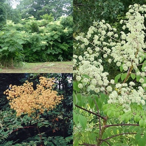 May include: A collage of images showcasing various plants and flowers. The top left image displays a lush green bush with light green foliage. The top right image features a tall plant with clusters of small white flowers. The bottom left image shows a plant with yellow flowers.