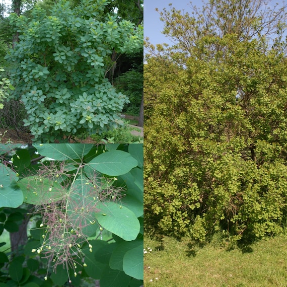 elf bar vape uk Seed pods from this popular tree can be toxic, veterinarians warn
