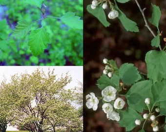 Seeds for planting, Crataegus intricata seeds, Copenhagen Hawthorn, Thicket Hawthorn,~ bulk wholesale seeds.