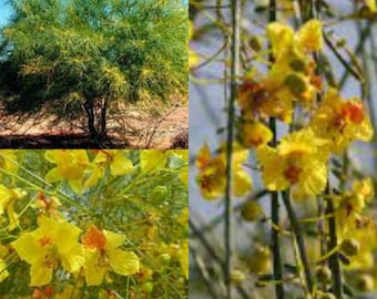 Jerusalem Thorn (Parkinsonia Aculeata) Tree Seeds - 20+ Tested Viable Seeds