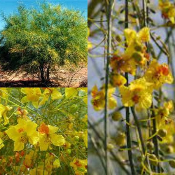 Seeds for planting, Parkinsonia aculeata seeds, Jerusalem Thorn, Mexican Palo Verde, Jellybean Tree,~ bulk wholesale seed.