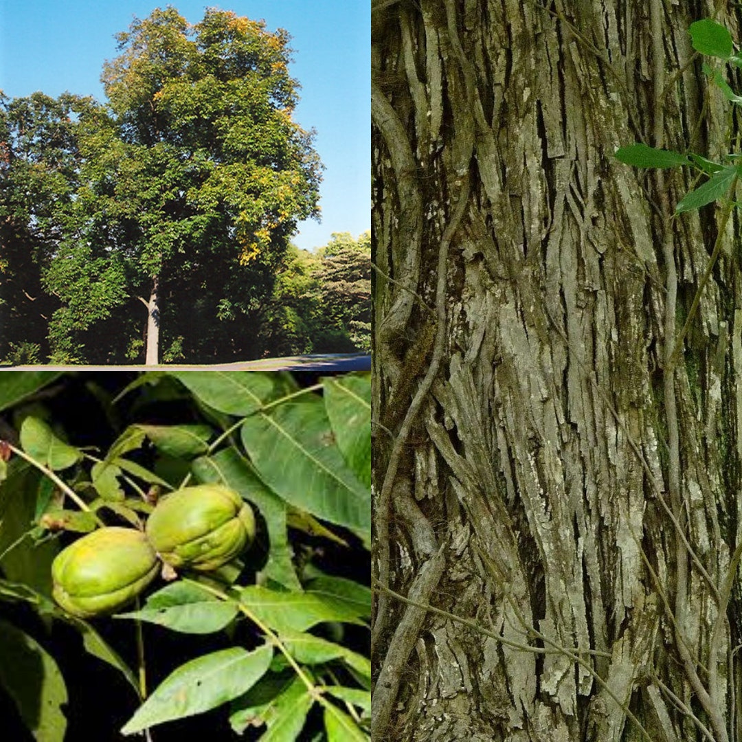 Seeds for Planting, Carya Laciniosa Seeds, Hellbark Hickory, Shagbark