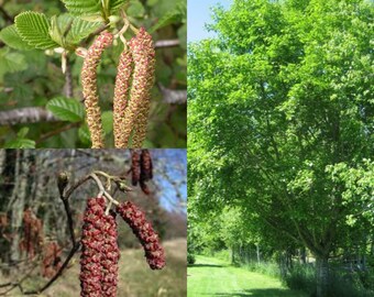 Seeds for planting, Alnus rubra seeds, Red Alder,~ bulk wholesale seed.