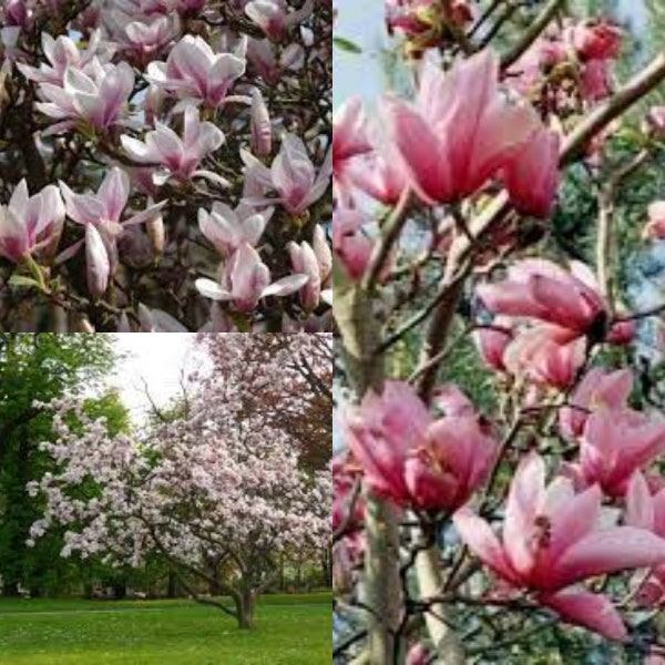 Saucer Magnolia Tree Etsy