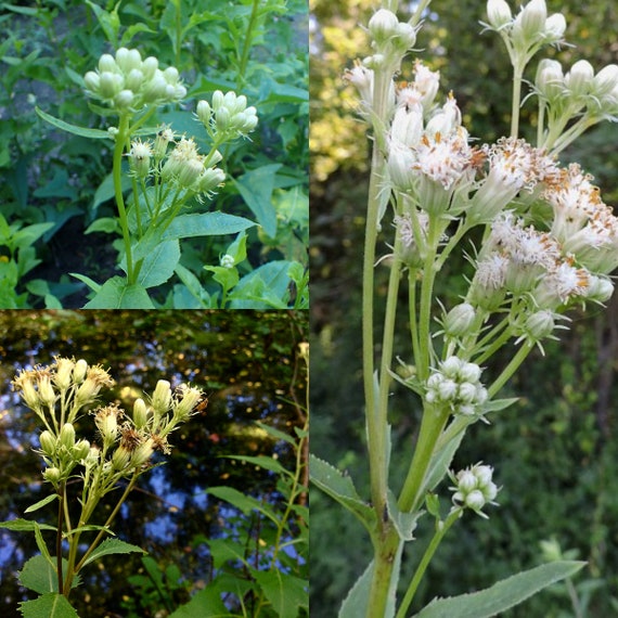 Seeds for planting, Hasteola suaveolens seeds, Indian plantain, sweet  Indian plantain, ~ bulk wholesale seed.