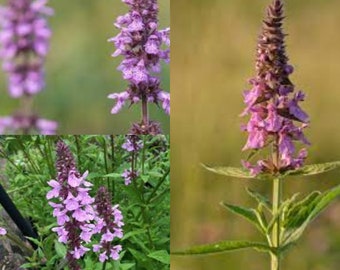 Seeds for planting, Stachys palustris seeds, marsh woundwort, Clown's Woundwort, Clown's Heal-all, Marsh Hedgenettle,~ bulk wholesale seed.