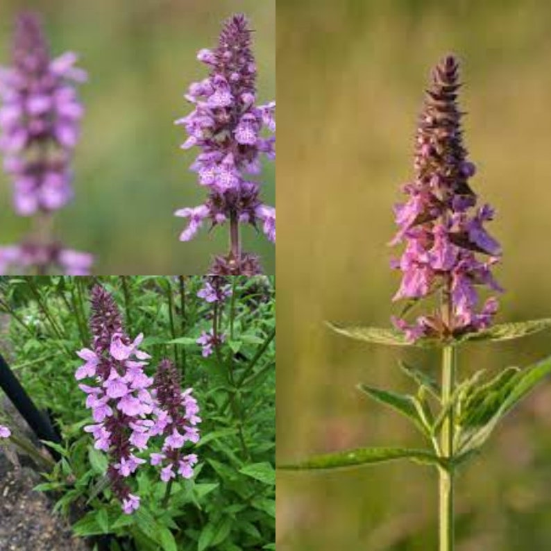 Seeds for planting, Stachys palustris seeds, marsh woundwort, Clown's Woundwort, Clown's Heal-all, Marsh Hedgenettle, bulk wholesale seed. image 1