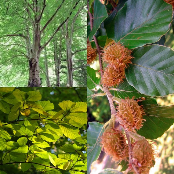 Seeds for planting, Fagus sylvatica seeds, European Beech,~ bulk wholesale  seed.