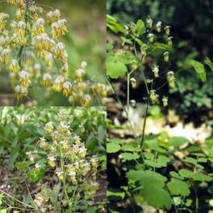 May include: A close-up of a plant with small, white flowers and green leaves. The plant is in bloom and the flowers are clustered together.