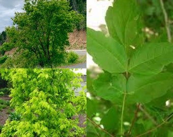 Seeds for planting, Acer negundo seed, Boxelder, Box Elder, Ash-leaved Maple, Ashleaf Maple,~ bulk wholesale seeds.