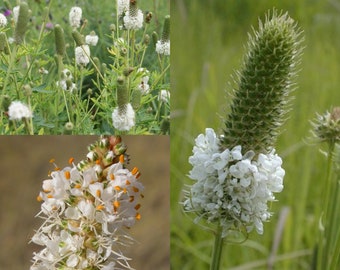 Seeds for planting, Dalea candida seeds, white prairie clover, ~ bulk wholesale seed.