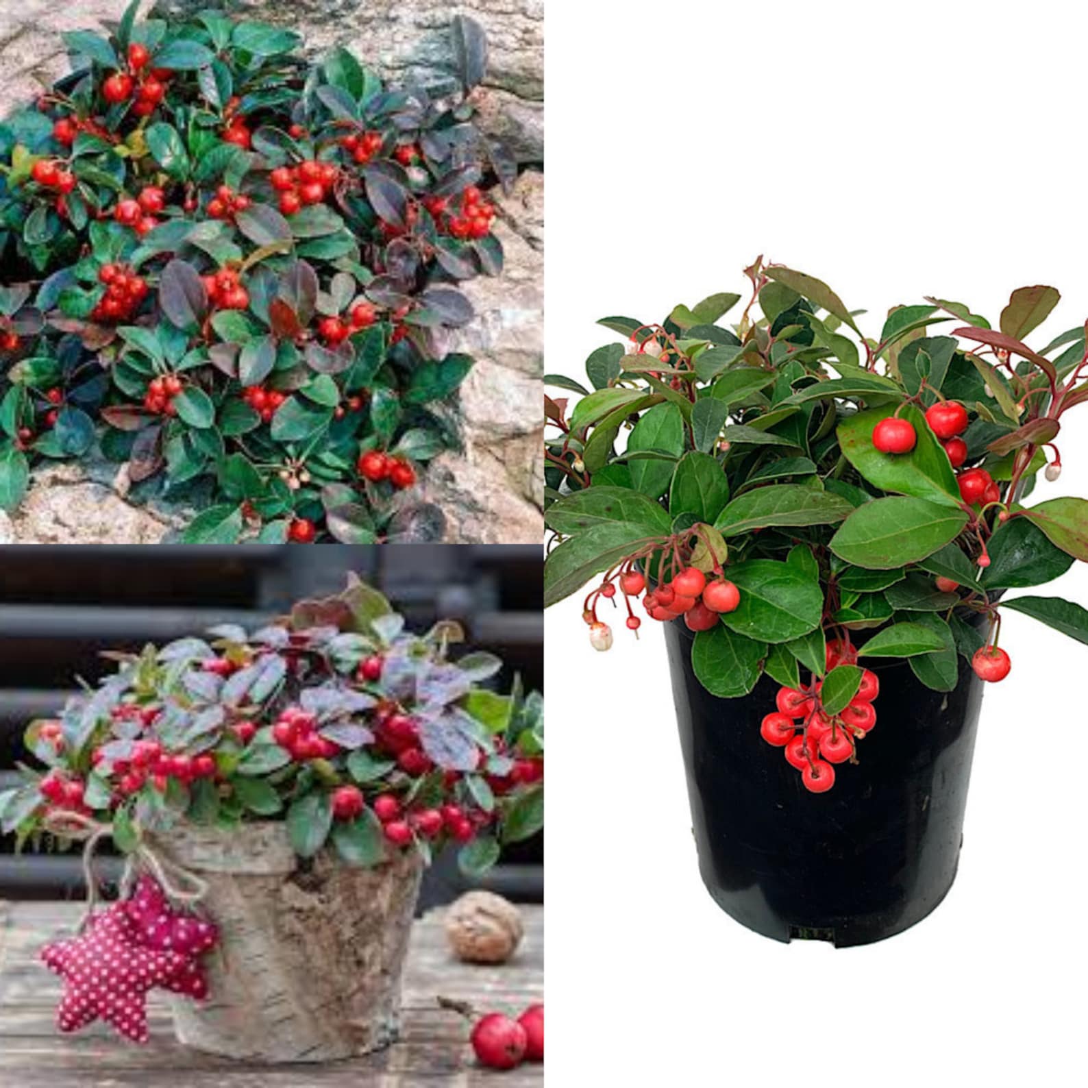 Seeds for Planting, Gaultheria Procumbens Seeds, Eastern Teaberry