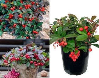 Seeds for planting, Gaultheria procumbens seeds, Eastern Teaberry, Wintergreen, Checkerberry, ~ bulk wholesale seed.