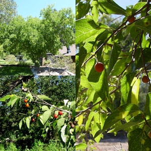 May include: A close-up of a tree branch with small, round, red berries. The leaves are green and have a textured surface. The tree is in a natural setting.