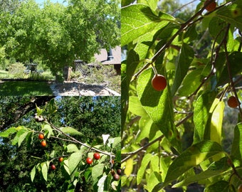 Seeds for planting, Celtis laevigata reticulata seeds, Sugar Hackberry, Netleaf Sugar Hackberry, Netleaf Hackberry, ~ bulk wholesale seed