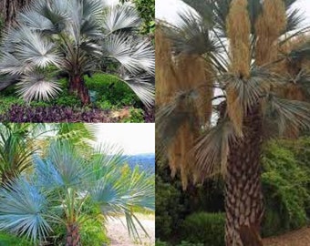 Seeds for planting, Brahea armata seeds, Mexican Blue Palm, Blue Hesper Palm, ~ bulk wholesale seed