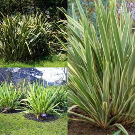 Seeds for Planting Phormium Tenax Seeds New Zealand Flax Etsy