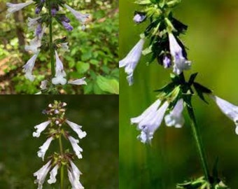 Seeds for planting, lyrata seeds, lyre-leaf sage, lyreleaf sage, wild sage, cancerweed, ~ bulk wholesale lot 150 seed