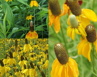 Seeds for planting, Ratibida columnifera seeds, long-headed coneflower, upright prairie coneflower, Mexican hat, ~ bulk wholesale seed.