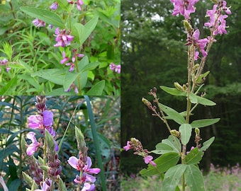 Seeds for planting, Desmodium canadense seeds, showy tick-trefoil, Canadian tick-trefoil, Canada tickclover, ~ bulk wholesale seed.