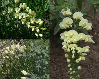 Seeds for planting, Baptisia bracteata seeds, longbract wild indigo, long-bract wild indigo, cream wild indigo, ~ bulk wholesale seed.