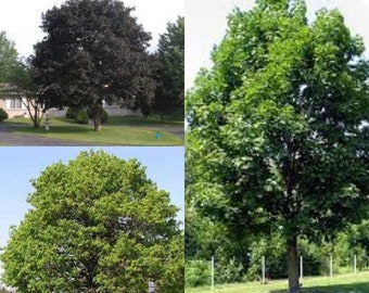 Seeds for planting, Acer platanoides dewinged seeds, Norway Maple, ~ bulk wholesale seed.