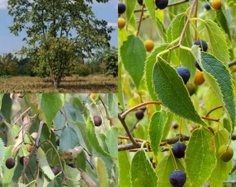 Seeds for planting, Celtis australis seeds, European Hackberry, ~ bulk wholesale seed