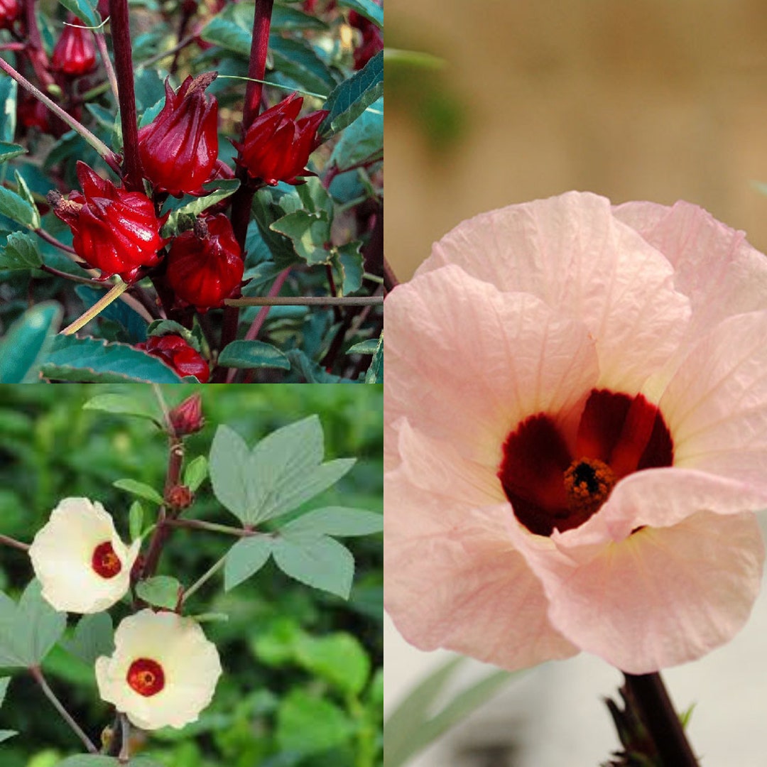 Seeds for Planting, Hibiscus Sabdariffa Seeds, Roselle, Bulk Wholesale