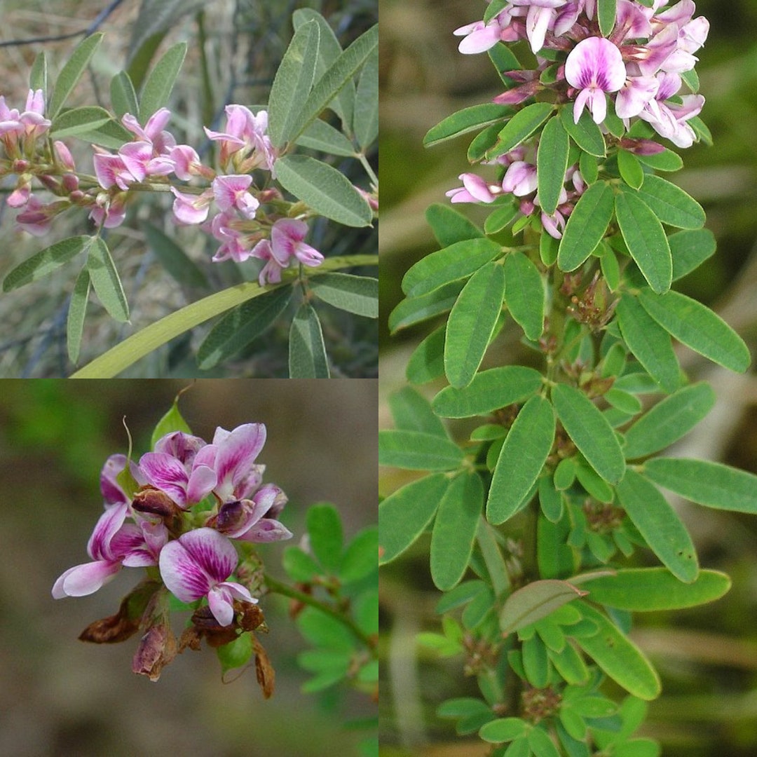 Lepedezza Seeds for Planting, Lespedeza Virginica Seeds, Slender Bush Clover ...