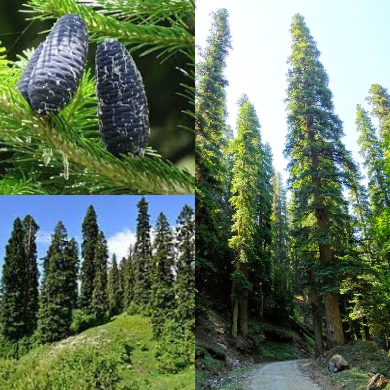 Seeds for planting, Abies pindrow seeds, Silver Fir, Pindrow Fir, West Himalayan Fir, bulk wholesale seeds. image 1