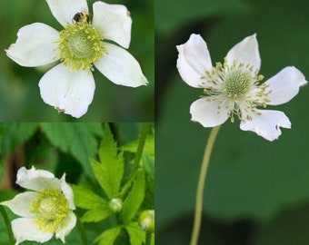 Seeds for planting, Anemone virginiana seeds, tall thimbleweed, tall anemone,~ bulk wholesale seed.