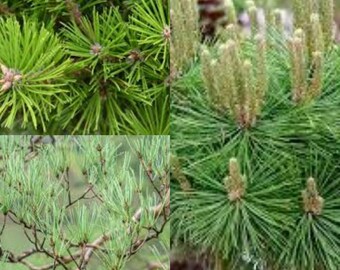 Seeds for planting, Pinus densiflora seeds, Japanese Red Pine,~ bulk wholesale seed.