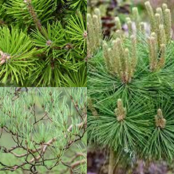 Seeds for planting, Pinus densiflora seeds, Japanese Red Pine,~ bulk wholesale seed.