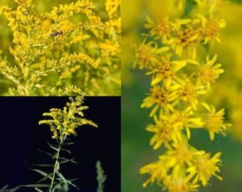 Seeds for planting, Solidago odora seeds, Sweet Goldenrod,~ bulk wholesale seed.