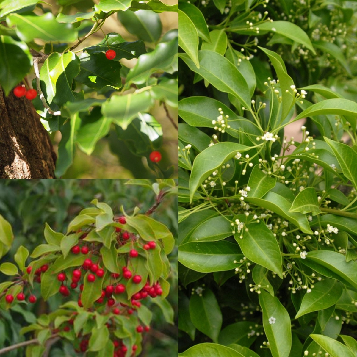 Seeds for Planting, Ilex Pedunculosa Seeds, Longstalk Holly,~ Bulk ...