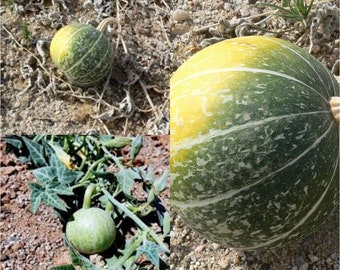 Seeds for planting, Cucurbita palmata seeds, Coyote Gourd, Coyote Melon, ~ bulk wholesale seeds.