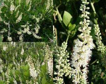 Seeds for planting, Clethra alnifolia seeds, Coastal Sweetpepperbush, Summer-sweet, Sweet Pepper Bush, ~ bulk wholesale lot 60 seed.