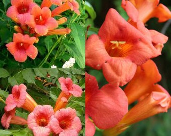 Seeds for planting, Campsis radicans seeds, Trumpet Creeper, Trumpet Vine, Cow Itch Vine, ~ bulk wholesale seed