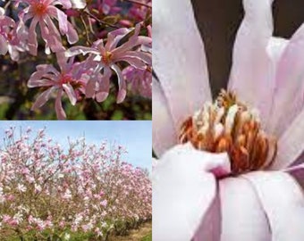 Seeds for planting, Magnolia x loebneri seeds, Loebner Magnolia,~ bulk wholesale seed.