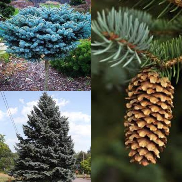 Seeds for planting, Picea pungens CO Rio Grande seeds, Blue Spruce,~ bulk wholesale seed.