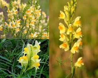 Seeds for planting, Linaria vulgaris seeds, Butter And Eggs, Common Toadflax, Yellow Toadflax,~ bulk wholesale seed.