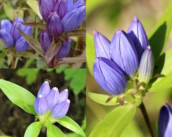 Seeds for planting, Gentiana andrewsii seeds, bottle gentian, closed gentian, closed bottle gentian, ~ bulk wholesale seed.