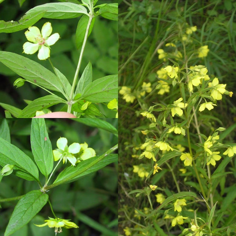 Seeds for planting, Lysimachia hybrida seeds, river loosestrife, mississippi loosestrife, lowland yellow loosestrife. bulk wholesale seed. image 1