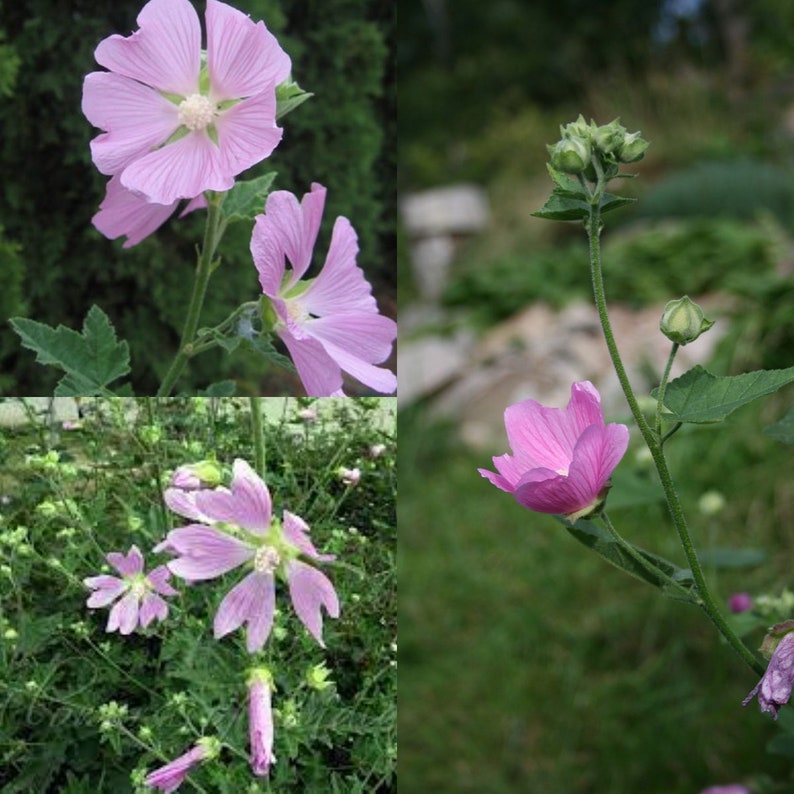 Seeds for planting, Lavatera cachemiriana seeds, Tree Mallow, Kashmir Mallow, Lavatera, Cashmir Mallow bulk wholesale lot 94 seed. image 1